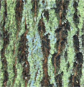 jpd-green-tree-best